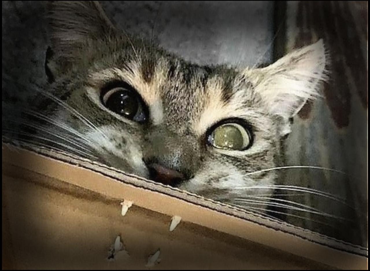 Primer plano de un gato atigrado mirando desde dentro de una caja de cartón